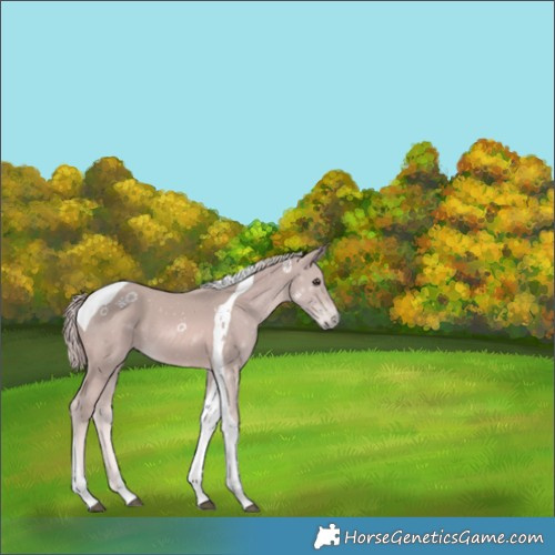 Horse Color:Platinum Chestnut Tobiano 