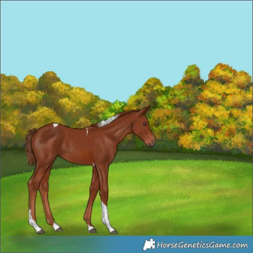 Horse Color:Chestnut Tobiano 