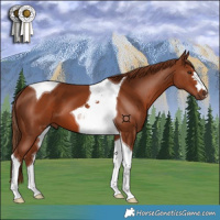 Horse Color:Chestnut Tobiano