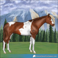 Horse Color:Chestnut Tobiano 