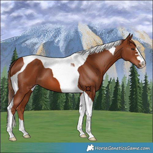 Horse Color:Chestnut Tobiano