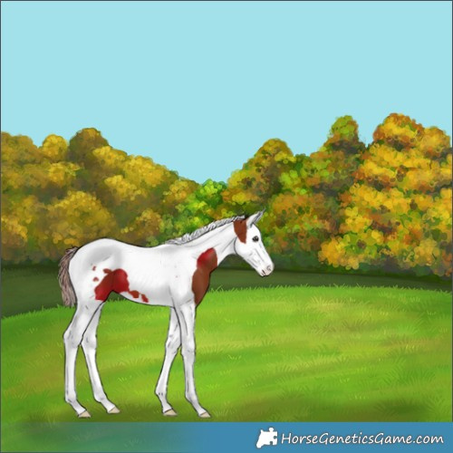 Horse Color:Chestnut Splash Tobiano 