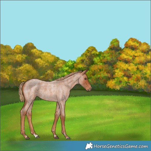 Horse Color:Red Roan 