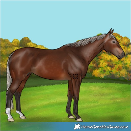 Horse Color:Gray Silver Bay
