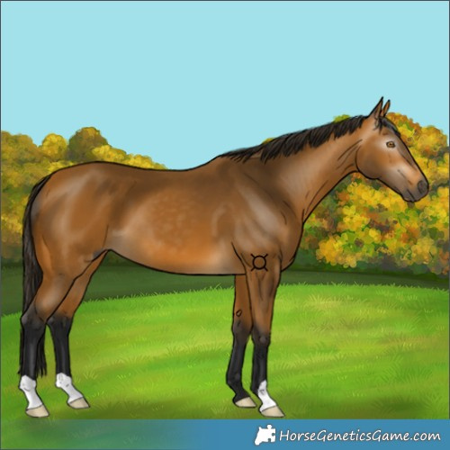 Horse Color:Gray Buckskin 