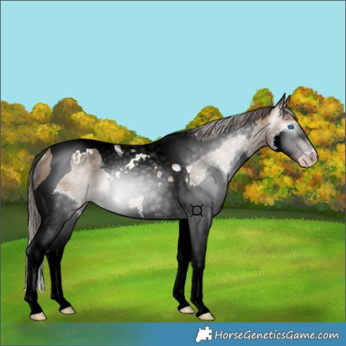 Horse Color:Gray Amber Champagne Splash Tobiano Appaloosa Rabicano 