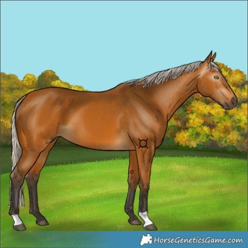 Horse Color:Gray Silver Buckskin