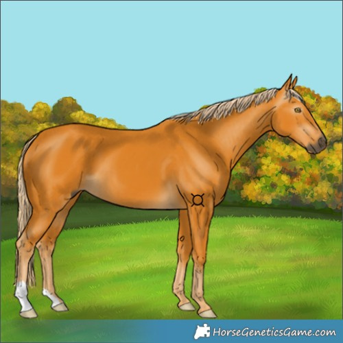 Horse Color:Gray Palomino 