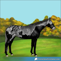 Horse Color:Gray Black Splash Appaloosa Rabicano
