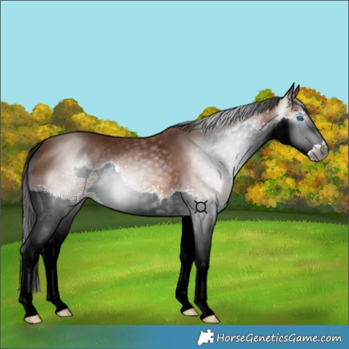 Horse Color:Gray Bay Splash 