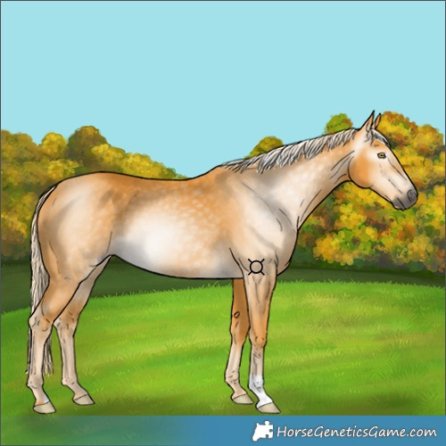 Horse Color:Gray Palomino 