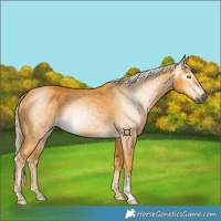 Horse Color:Gray Palomino 