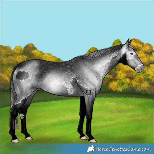 Horse Color:Gray Black Splash 