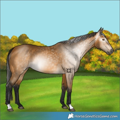 Horse Color:Gray Buckskin 