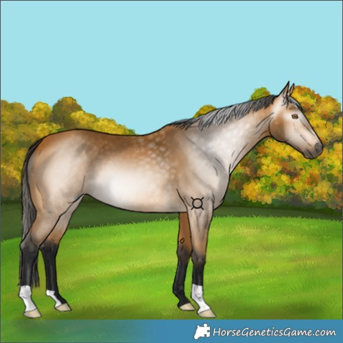 Horse Color:Gray Buckskin