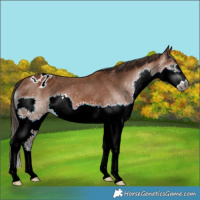 Horse Color:Gray Bay Splash Appaloosa