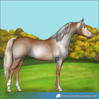 Horse Color:Gray Palomino