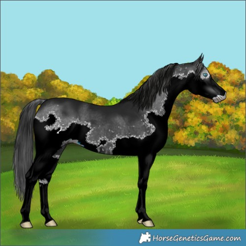 Horse Color:Gray Black Splash