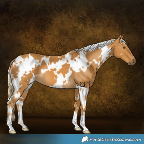 Horse Color:White Spotted Palomino