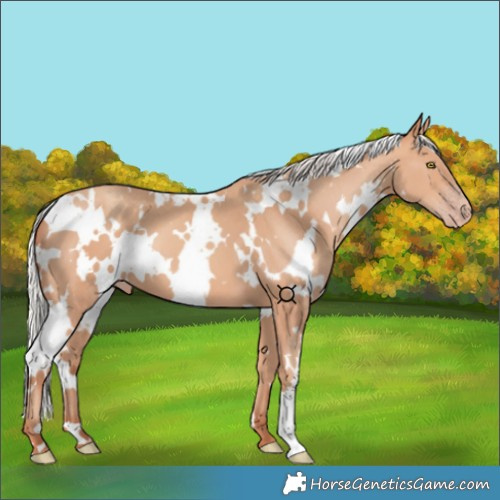 Horse Color:White Spotted Silver Amber Champagne 