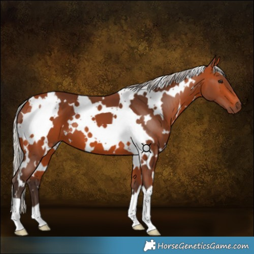 Horse Color:White Spotted Silver Brown 
