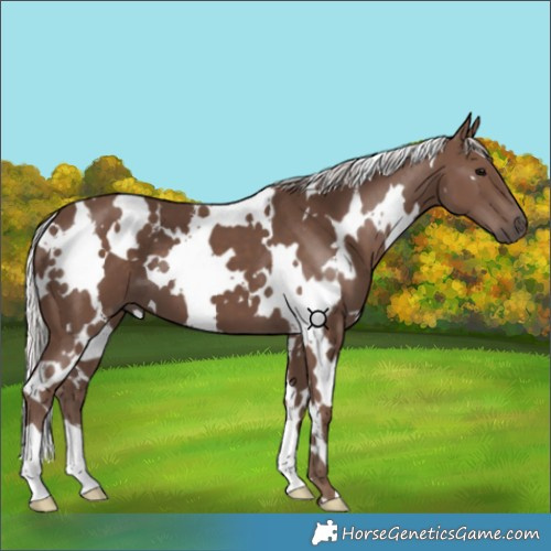Horse Color:White Spotted Silver Black 