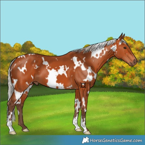 Horse Color:White Spotted Silver Bay 