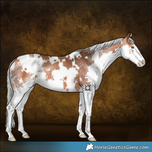 Horse Color:White Spotted Silver Bay Splash 
