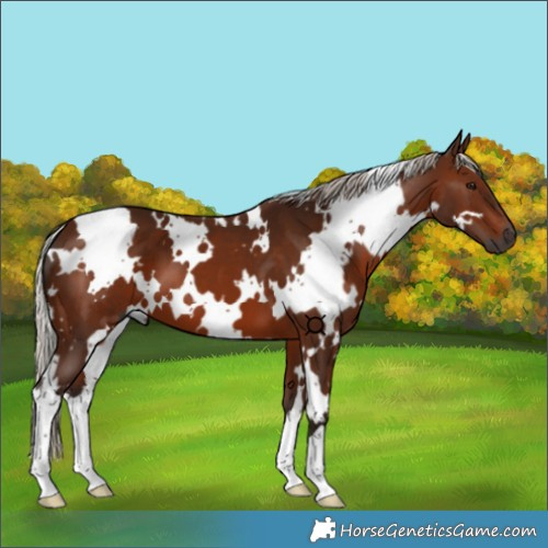 Horse Color:Gray White Spotted Silver Bay 