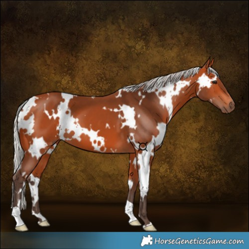 Horse Color:White Spotted Silver Bay 