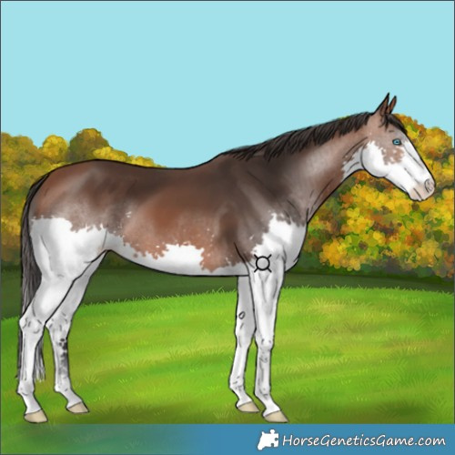Horse Color:Bay Splash 