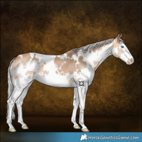 Horse Color:White Spotted Silver Bay Dun Splash