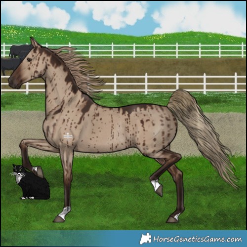 Horse Color:Liver Red Dun Rabicano Brindle 