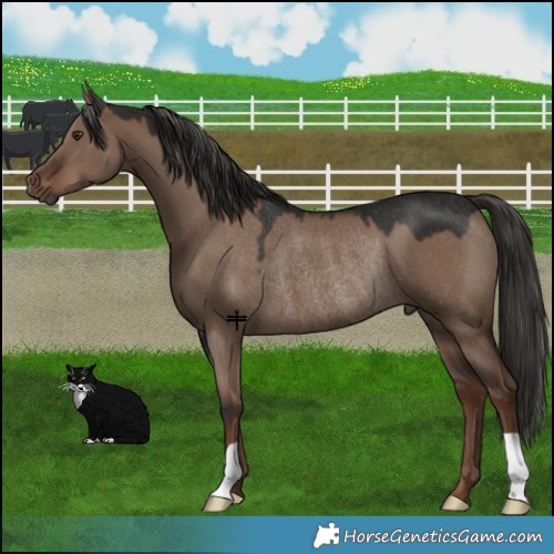 Horse Color:Liver Red Dun Rabicano 