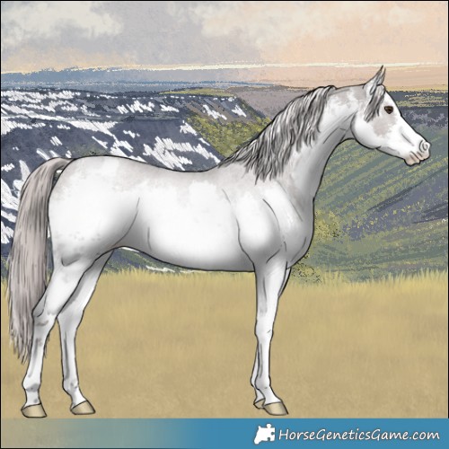 Horse Color:Platinum White Spotted Liver Red Dun Rabicano
