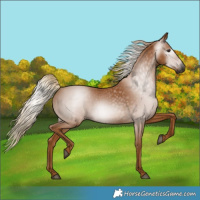 Horse Color:Gray Chestnut 
