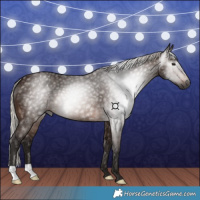 Horse Color:Gray Silver Bay