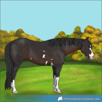 Horse Color:Brown 