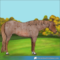 Horse Color:Red Roan 