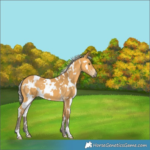 Horse Color:White Spotted Silver Buckskin 