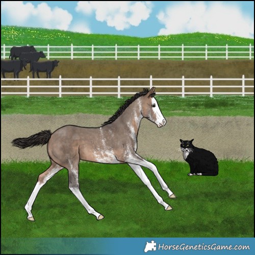 Horse Color:White Spotted Bay Dun Splash 