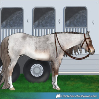 Horse Color:Liver Red Roan 