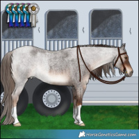 Horse Color:Liver Red Roan 