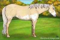 Horse Color:Silver Classic Cream Champagne Dun Sabino Splash Frame 