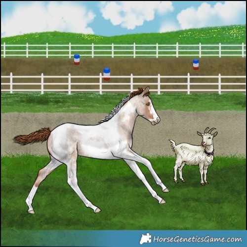 Horse Color:Red Dun Roan Tobiano Frame Rabicano 