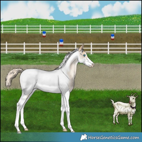 Horse Color:Palomino Roan Pearl Tobiano Frame 