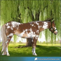Horse Color:White Spotted Chocolate Palomino