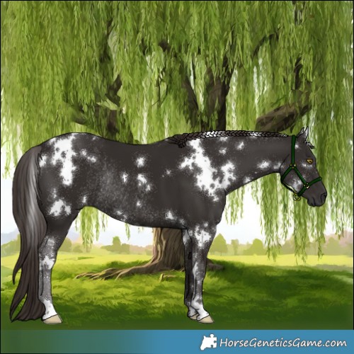 Horse Color:White Spotted Liver Chestnut Rabicano 