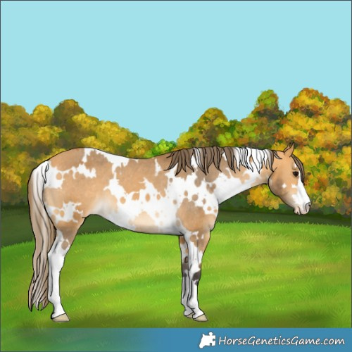Horse Color:White Spotted Buckskin Appaloosa 