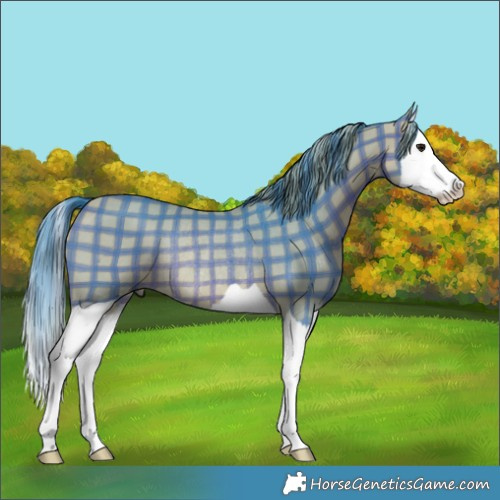 Horse Color:Watercolor Plaid  Bay Splash Rabicano 